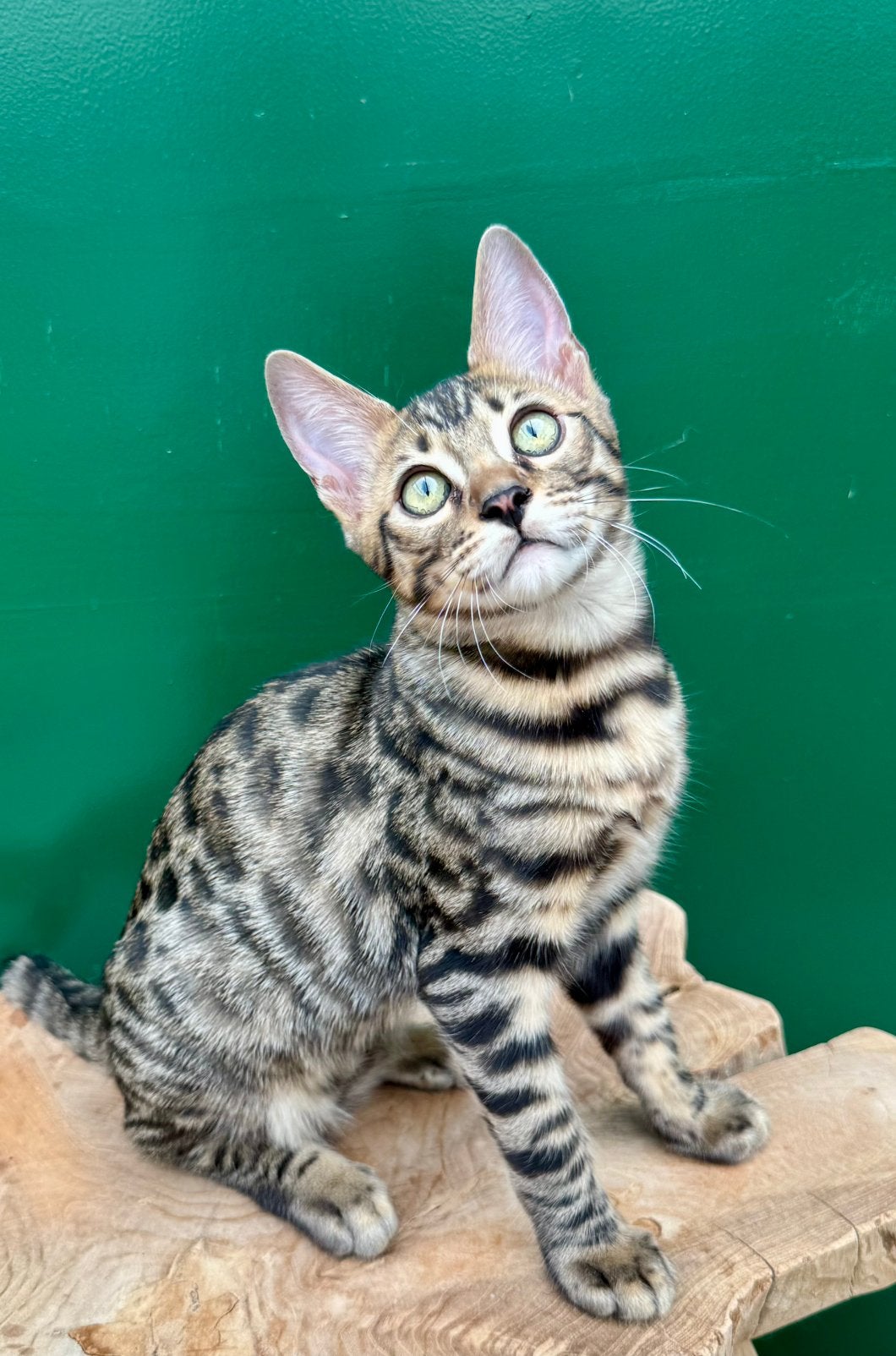 Bengal kitten | fantastisch karakter | geholpen, Dieren en Toebehoren, Kater