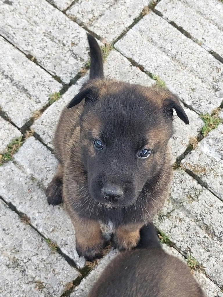 Groenendaeler & Mechelse Herder pups – Erkende fokker, 8 tot 15 weken, Buitenland, Parvo, Meerdere