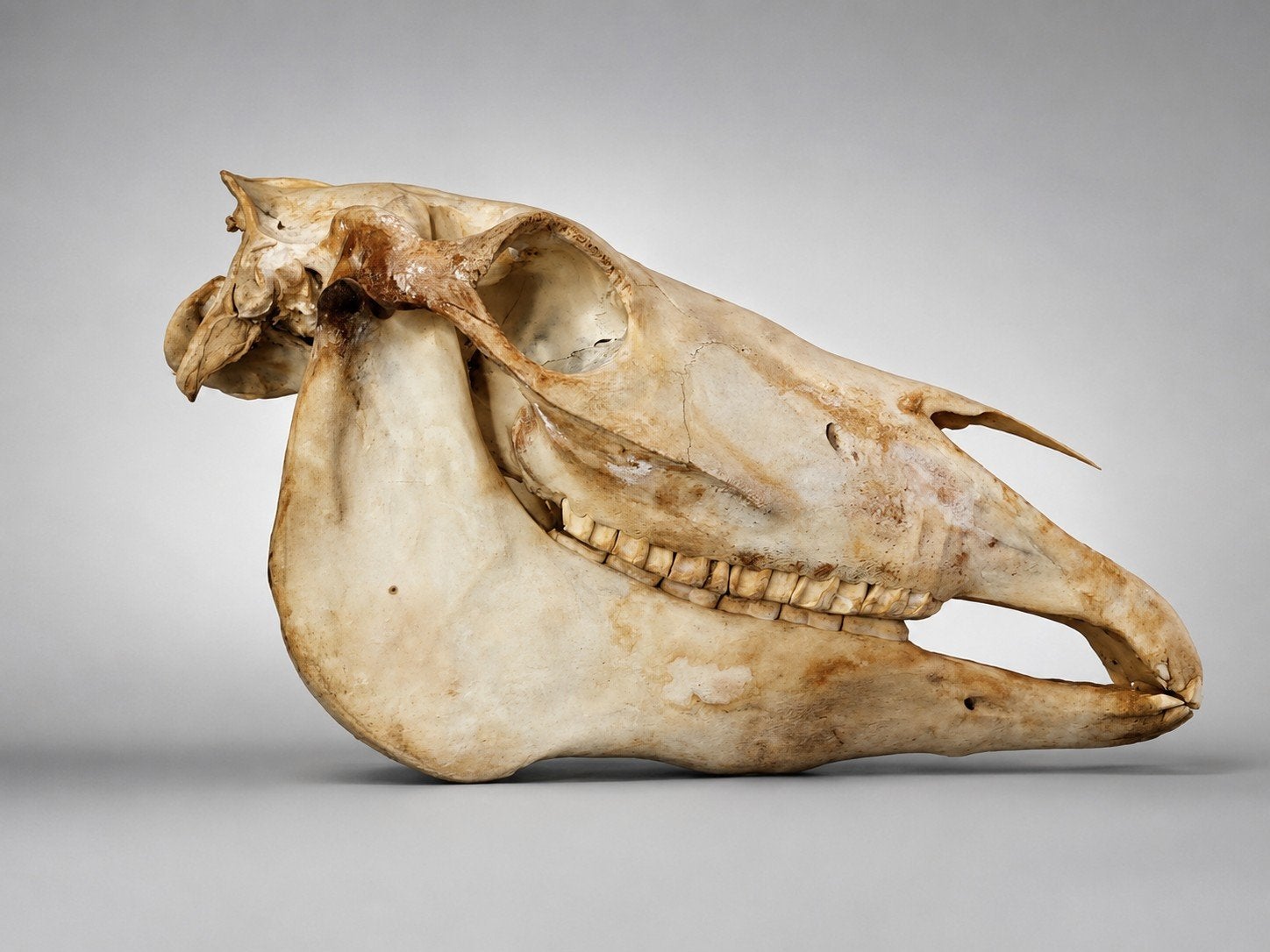 Echt paardenschedel - Uniek decoratiestuk, Ophalen, Schedel