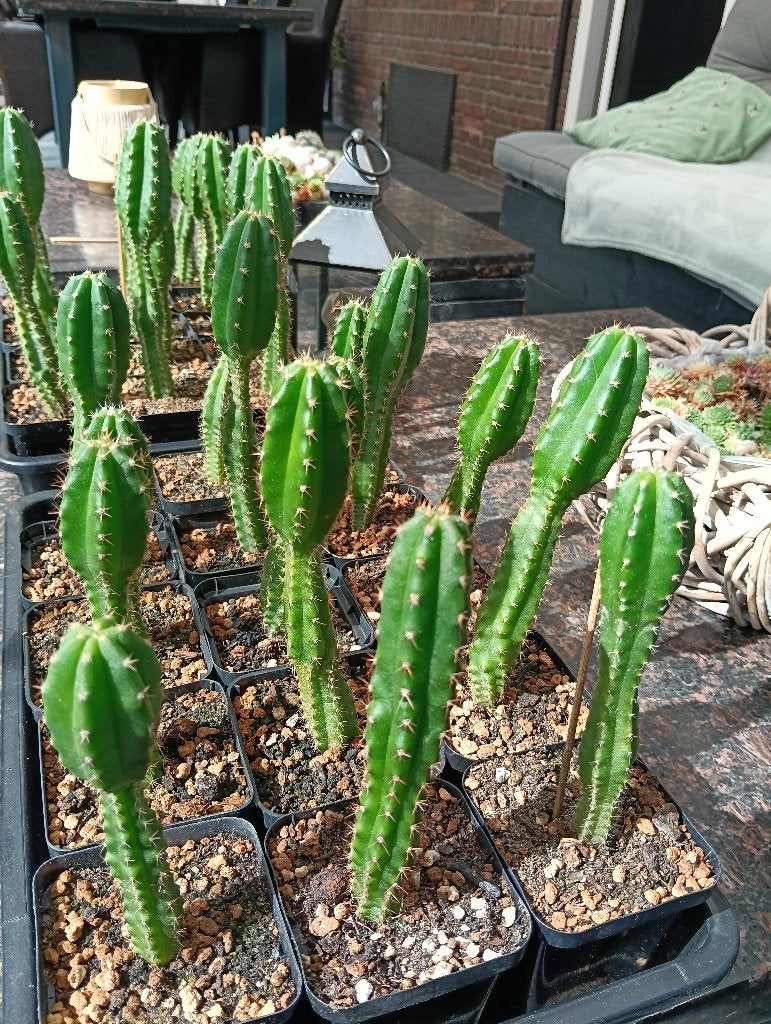 San Pedro cactus (bevat mescaline), Huis en Inrichting, Ophalen of Verzenden, Cactus, Minder dan 100 cm, Volle zon
