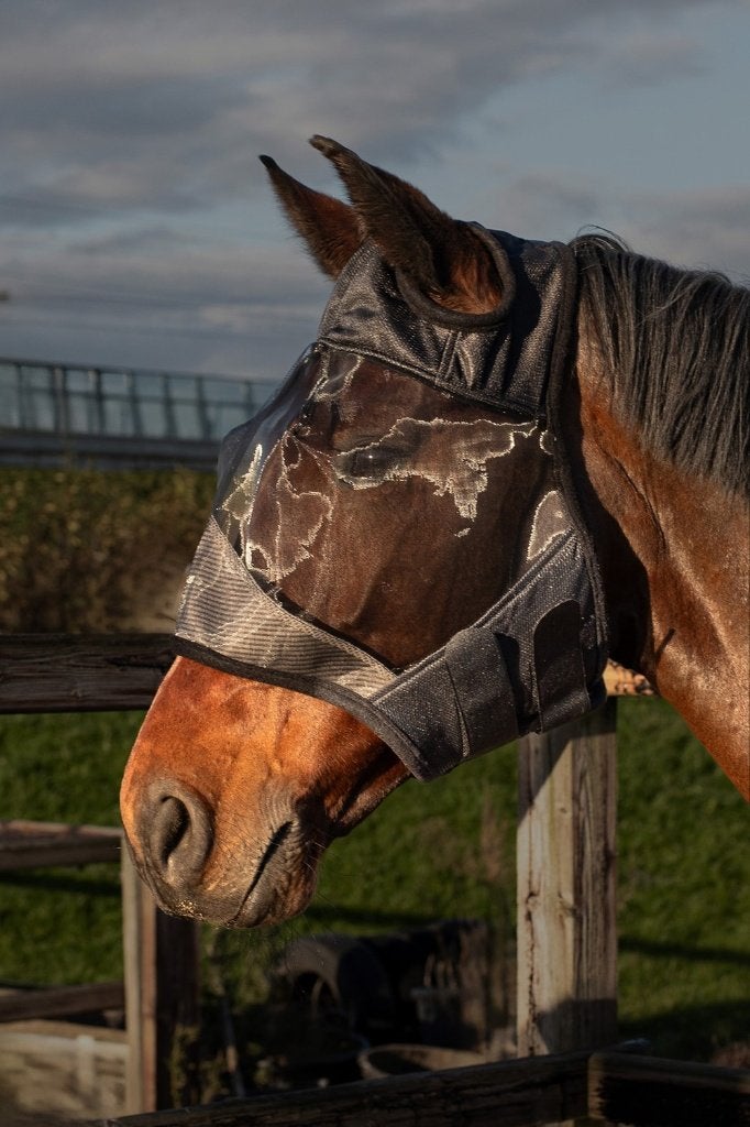 Harry's Horse Vliegenmasker Flyshield, S, M, L, XL, Ophalen of Verzenden, Nieuw, Overige disciplines