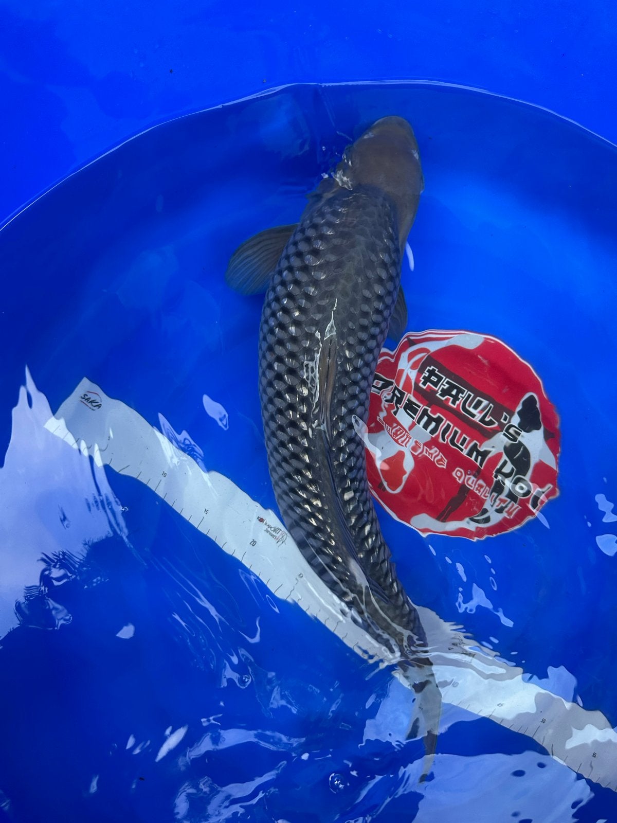 Ginrin Soragoi - 55cm - Kweker: Maruhiro, Dieren en Toebehoren, Vissen | Vijvervissen, Karper of Koi