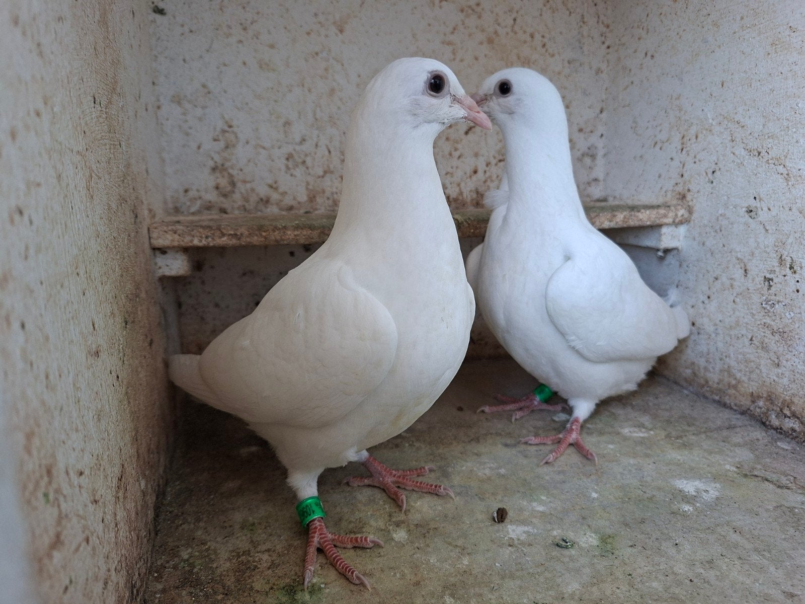 speenklaar koppel witte postduiven, Dieren en Toebehoren, Vogels | Duiven, Meerdere dieren, Postduif