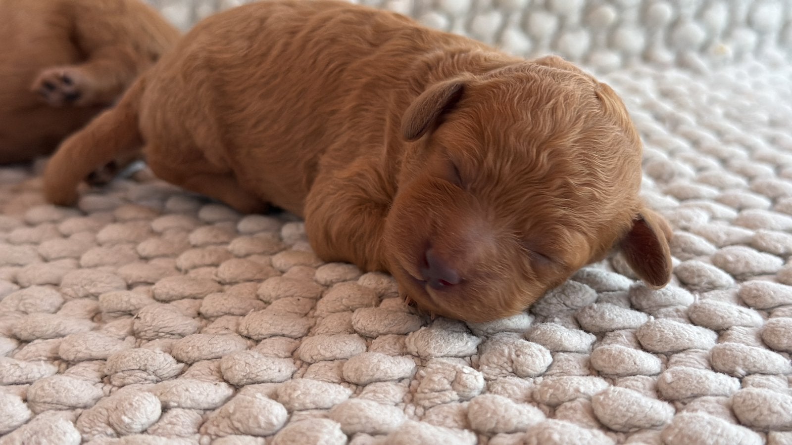 Prachtige toy/dwergpoedel pups, Poedel, Parvo, 8 tot 15 weken, Meerdere