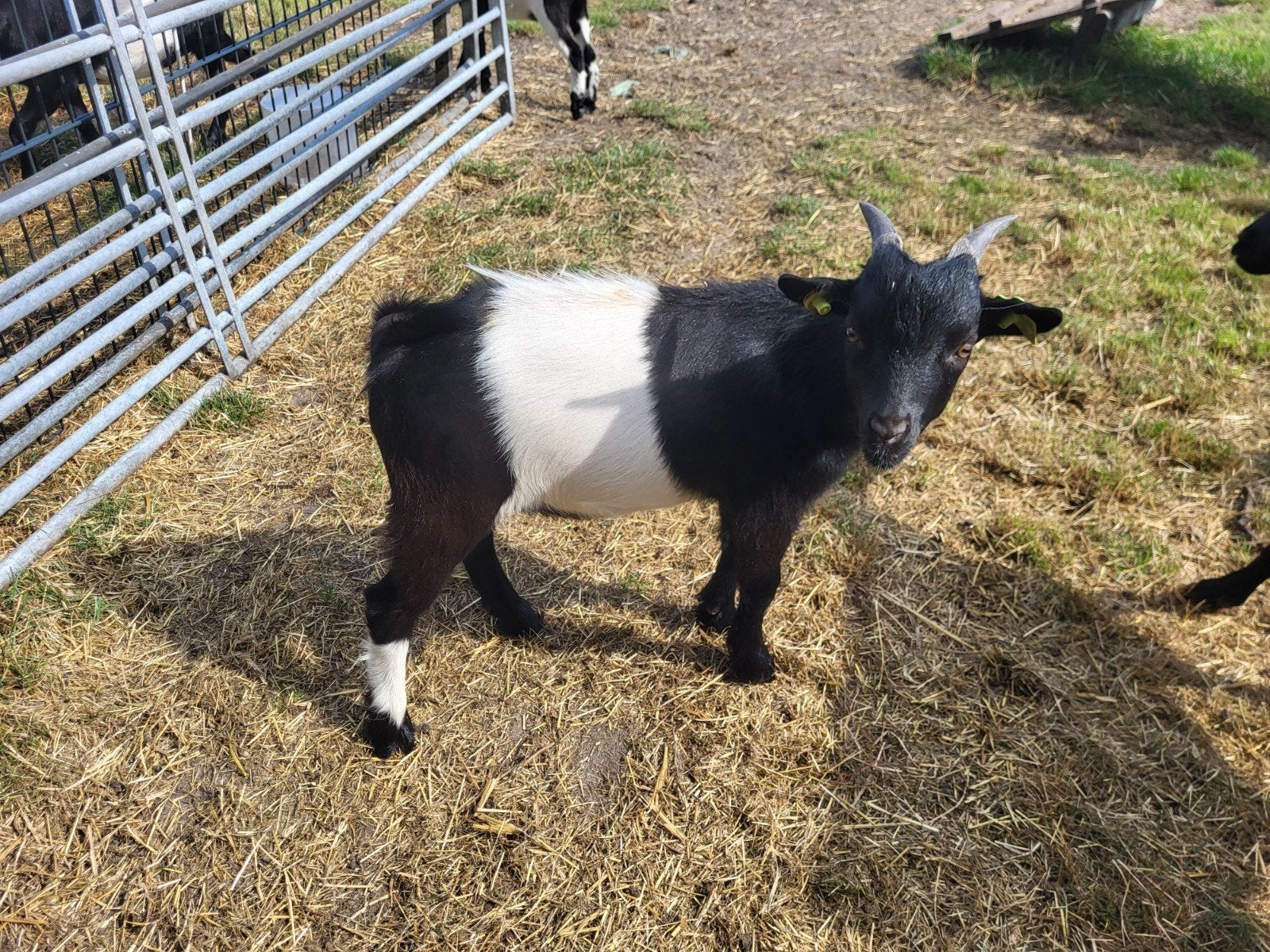 Dwergeitjes dekboken lakenvelder, Dieren en Toebehoren, Schapen, Geiten en Varkens, Mannelijk, Geit