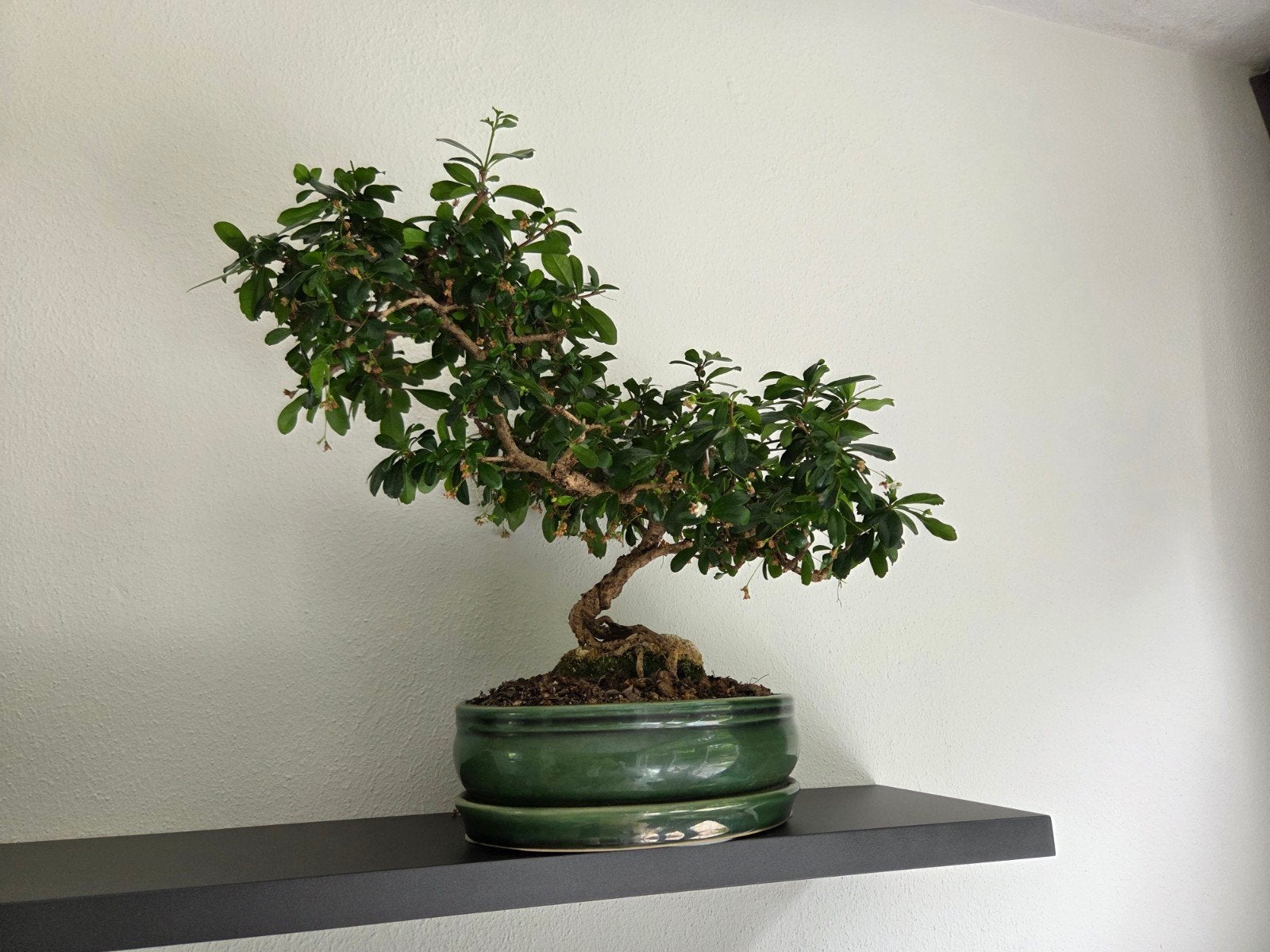 Prachtige carmona bonsai (binnen), Ophalen of Verzenden, Halfschaduw, Minder dan 100 cm