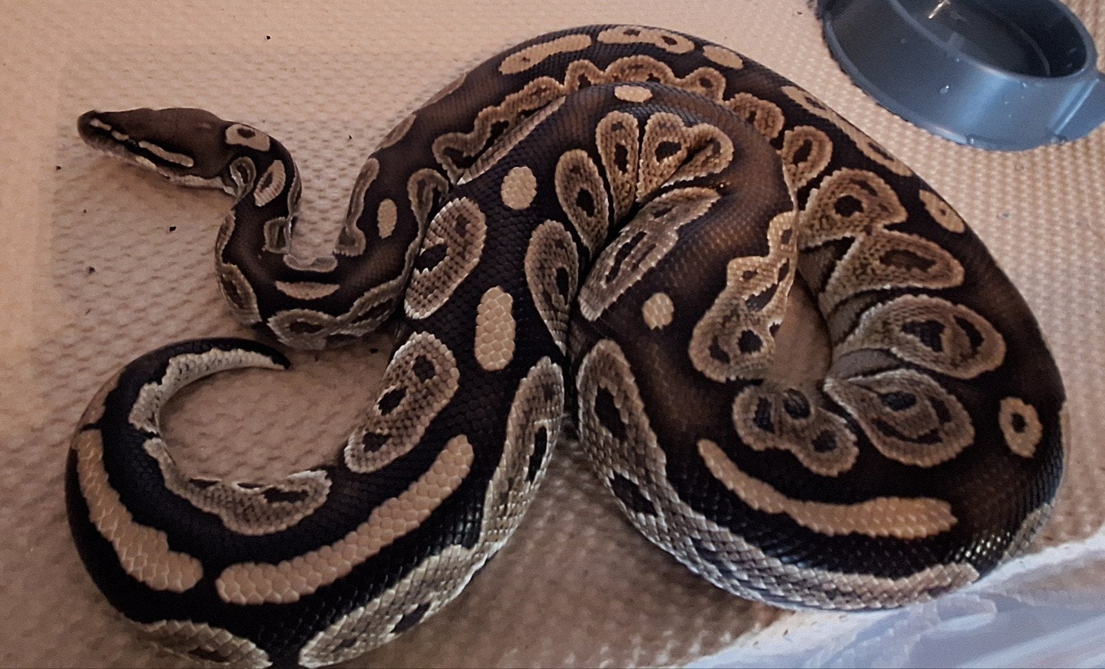Black pastel special, Dieren en Toebehoren, Slang, 3 tot 6 jaar