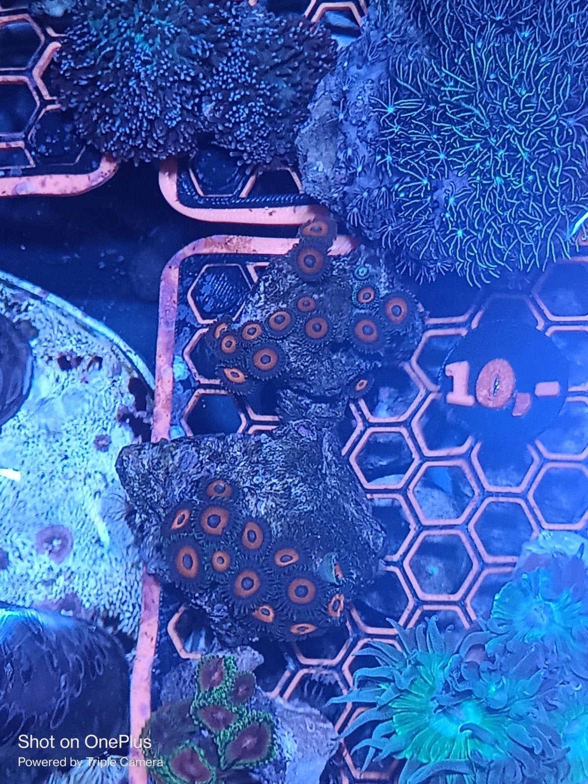 Eagle eye zoanthids, Dieren en Toebehoren, Vissen | Aquariumvissen, Zoutwatervis, Overige typen
