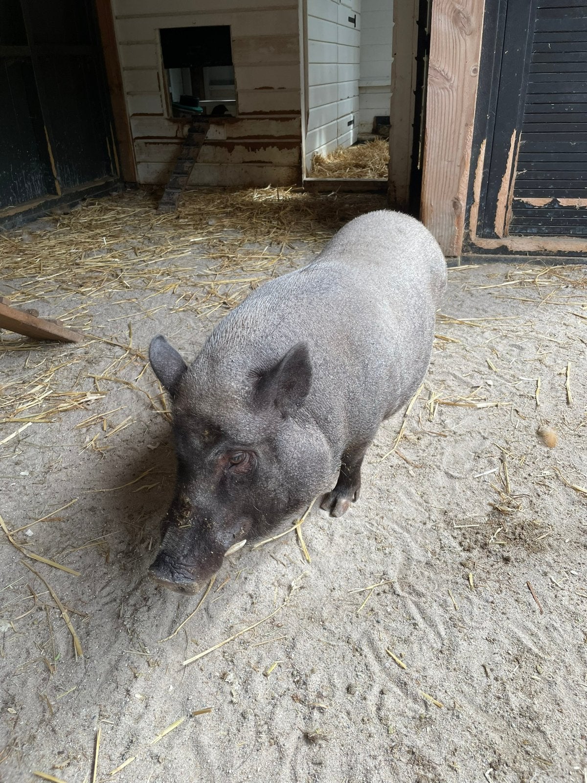 2 lieve hangbuik zwijntjes zoeken fijne plek, Dieren en Toebehoren, Meerdere dieren, Varken