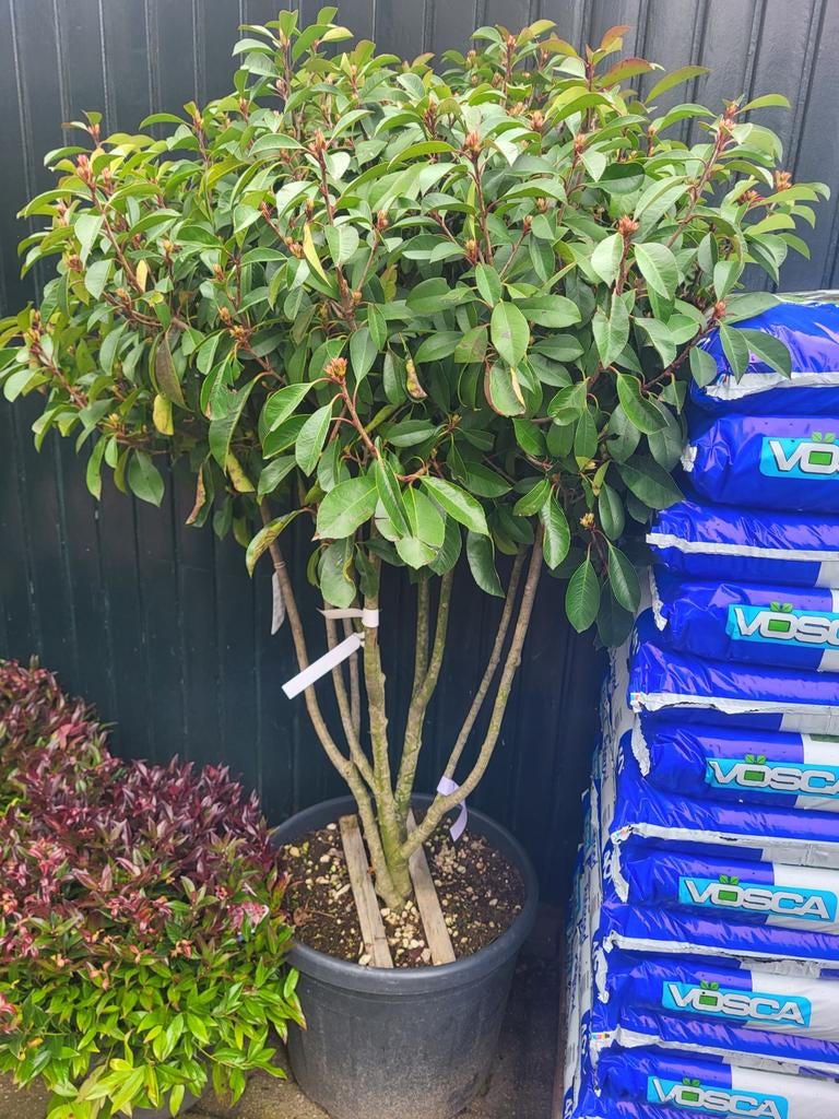 Meerstammige photinia red Robin, Volle zon, 100 tot 250 cm, Zomer, Overige soorten