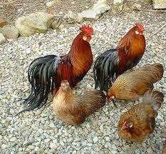 Ohiki krielkippen [Japanse], Dieren en Toebehoren, Pluimvee, Vrouwelijk, Kip