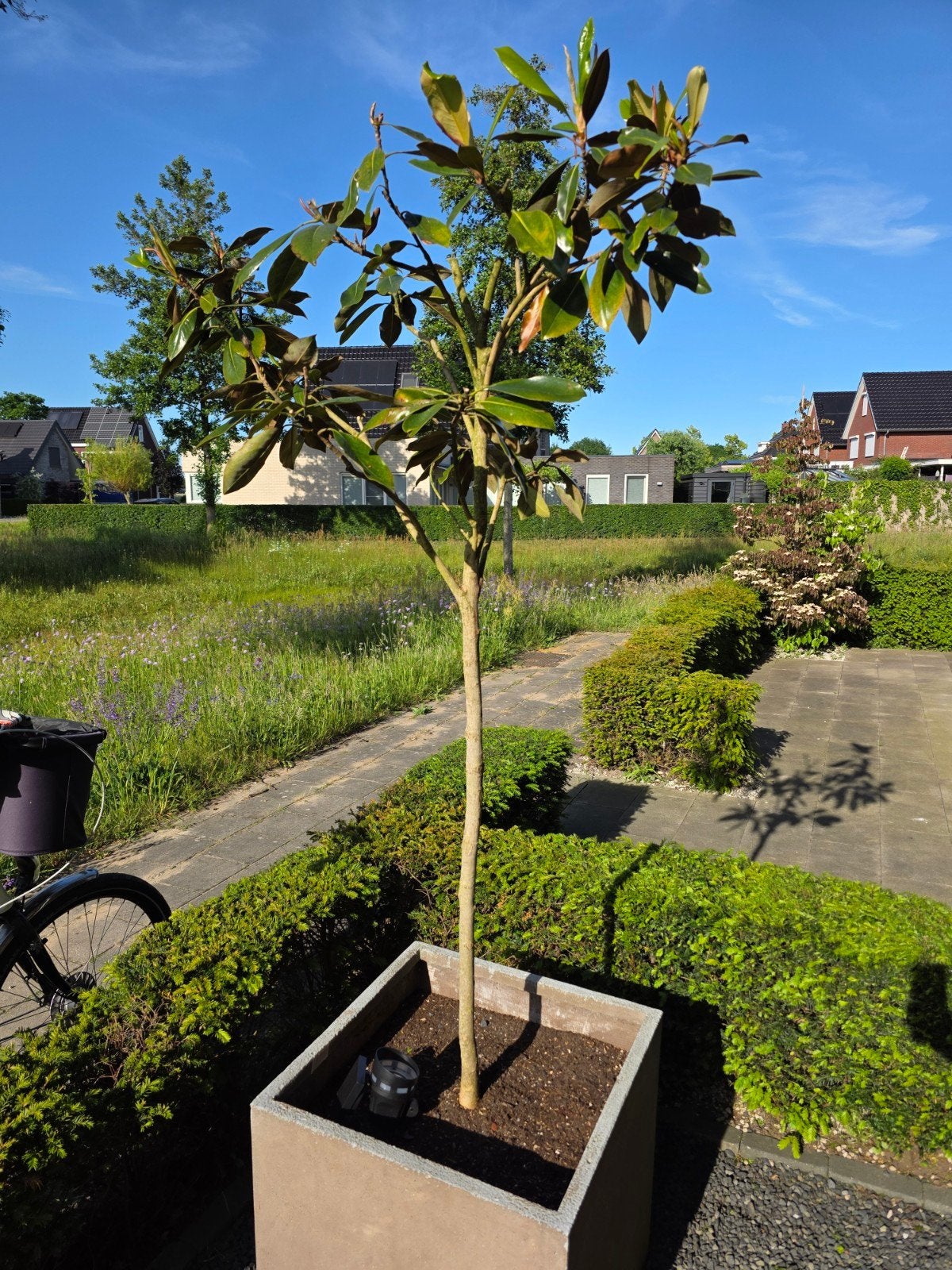Magnolia boom, Tuin en Terras, Planten | Bomen, Ophalen of Verzenden, In pot, Volle zon, Overige soorten