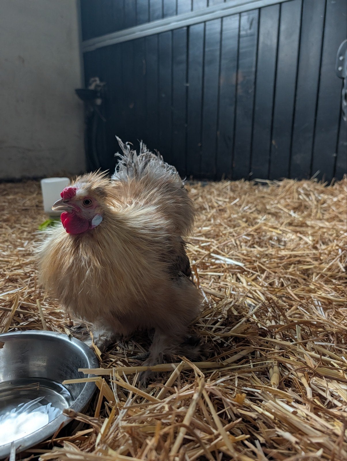 zijdehoen haan gratis, Dieren en Toebehoren, Mannelijk, Kip