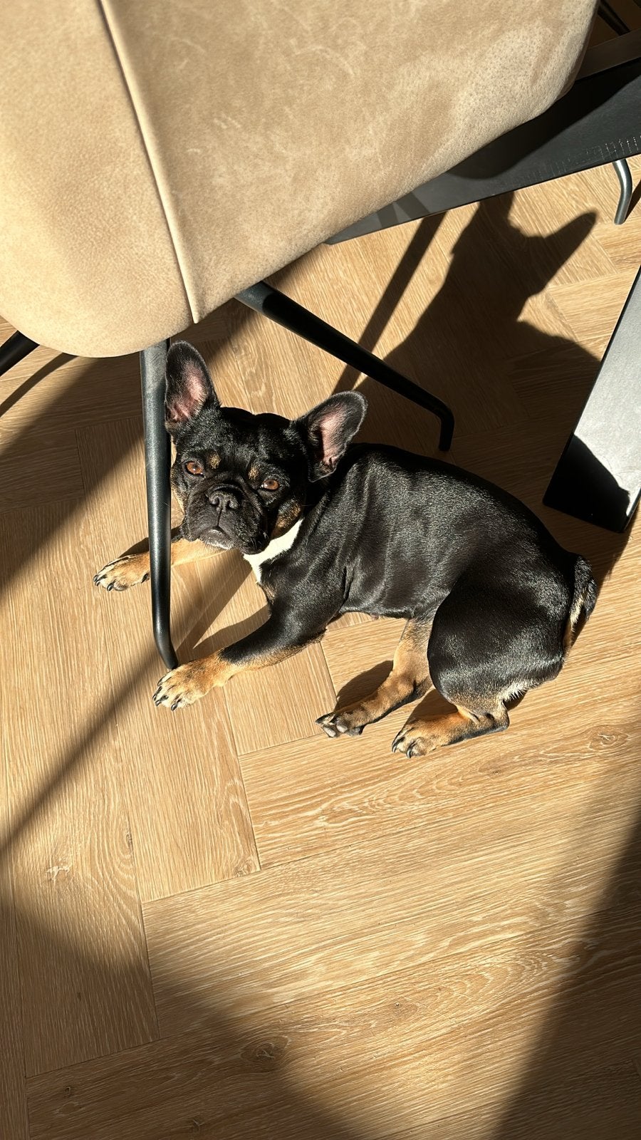 Boef, frans bulldog teefje zoekt logeerhuis., 6 jaar of ouder, Teef, Parvo, Bulldog