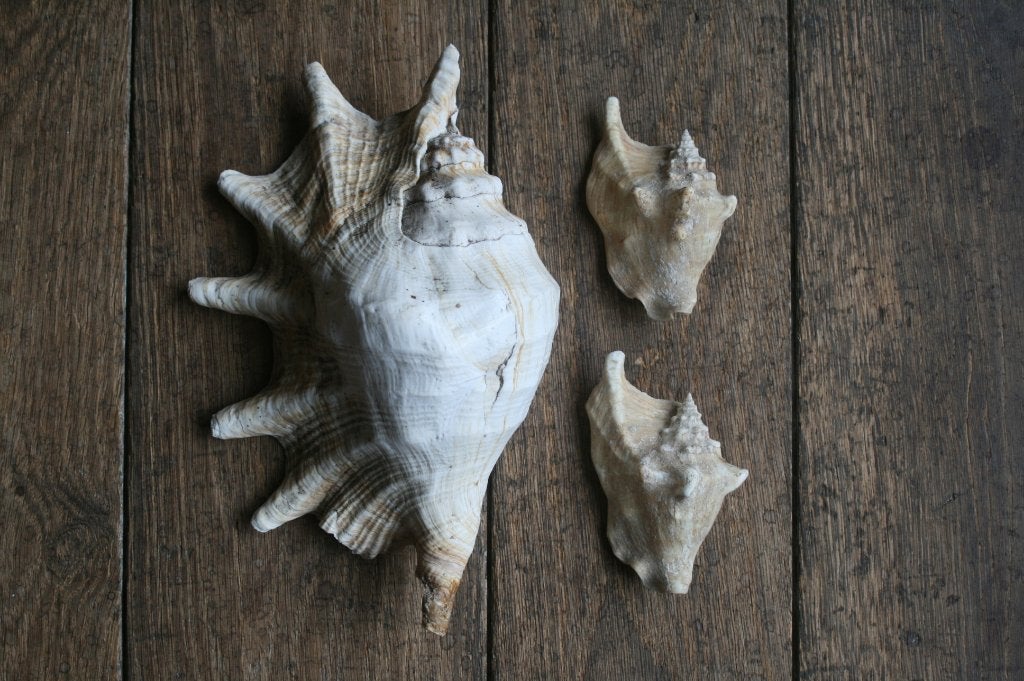 3 x schelpen 1 x Lambis (28cm) en 2 x strombus, Verzamelen, Ophalen, Schelp(en)