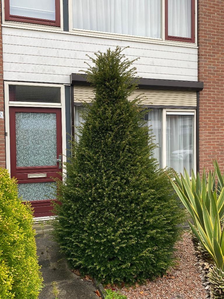 Mooie winterharde taxus. Ca. 2,5 meter hoog, Ophalen, Taxus, Struik, 100 tot 250 cm
