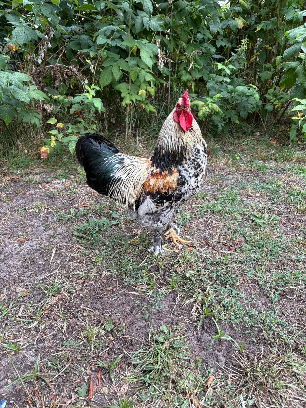 Grote haan,, Mannelijk, Kip