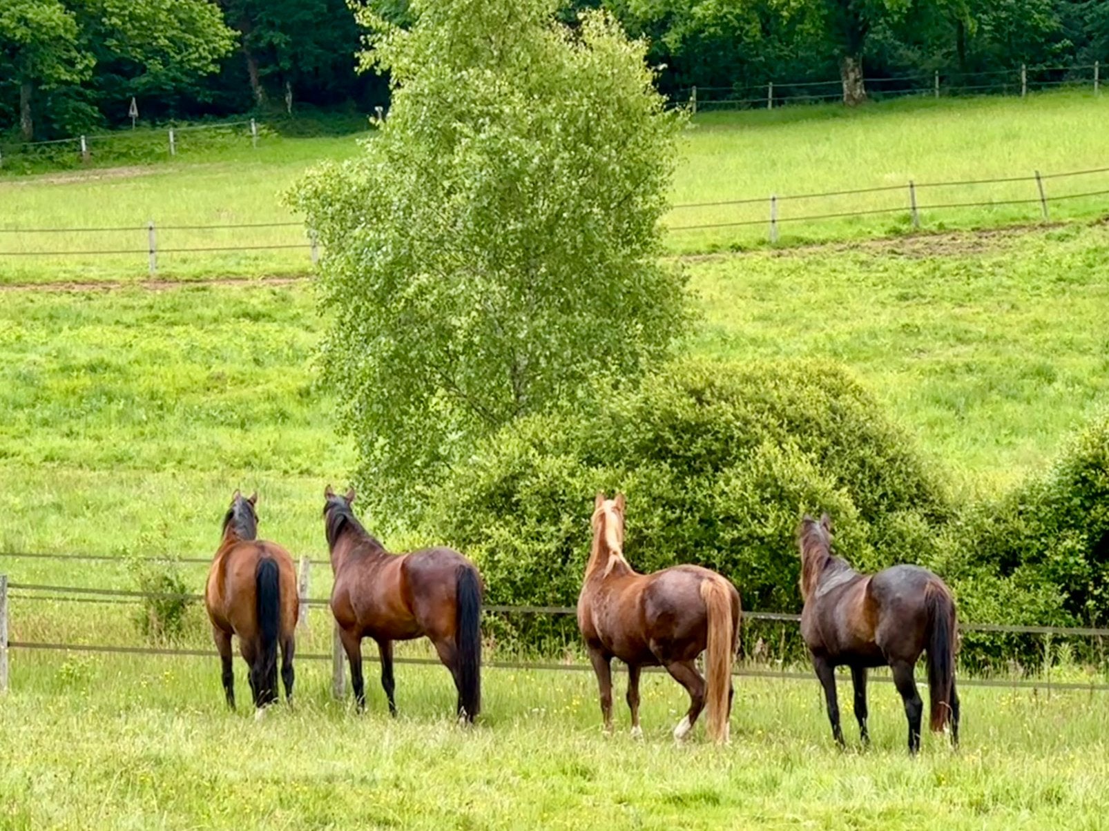 Paarden Pensioen Pension Frankrijk Limoges, Meerdere dieren