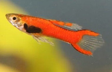 Endler Guppen, Vis, Zoetwatervis