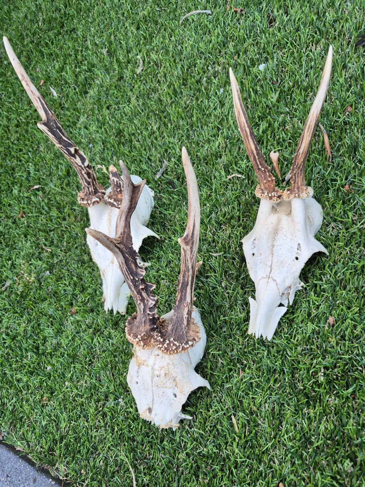 Set 3 Reegeweitjes - Gewei - Jacht - Jagen, Ophalen of Verzenden, Hert, Gewei of Kop