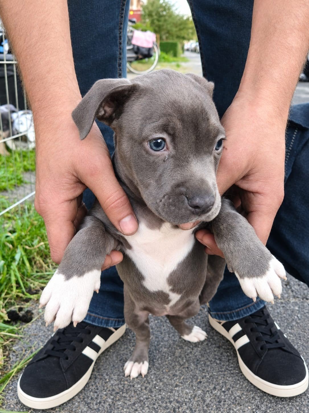 American Blue Pitbull Puppy's Pups, Dieren en Toebehoren, 8 tot 15 weken, Groot, Meerdere, Meerdere dieren