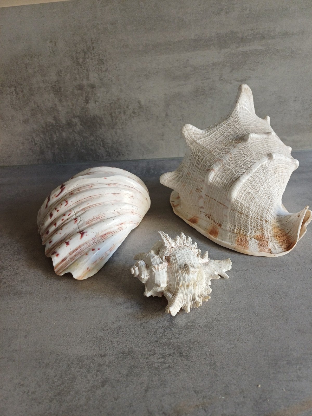 Decoratieve Schelpen Set - 3 Stuks, Verzamelen, Mineralen en Fossielen, Ophalen of Verzenden