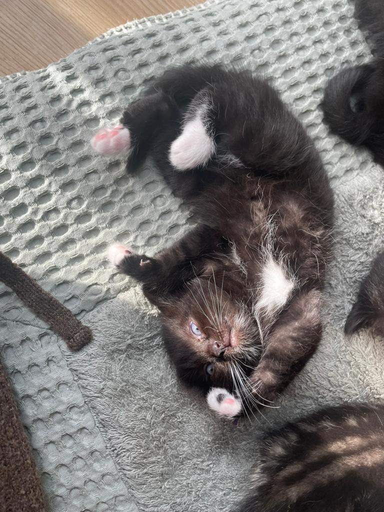 Prachtige Ragdoll kruising kitten Tuxedo katertje, Kater, 0 tot 2 jaar