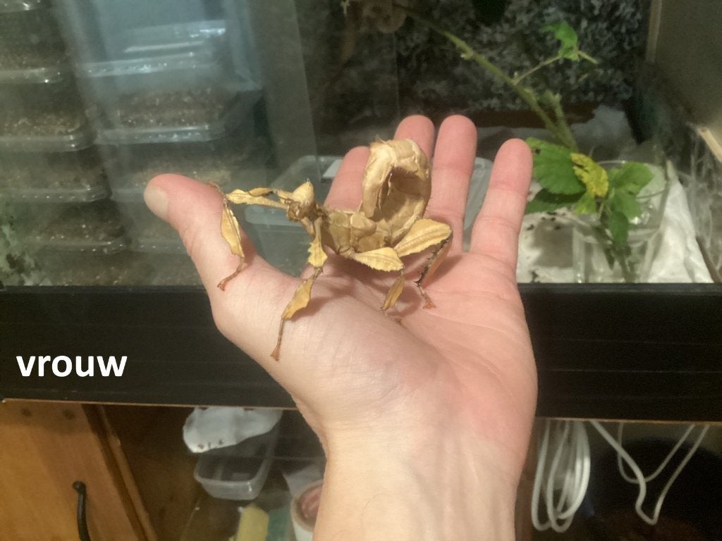 Eitjes wandelende tak (Extatosoma tiaratum), Wandelende tak