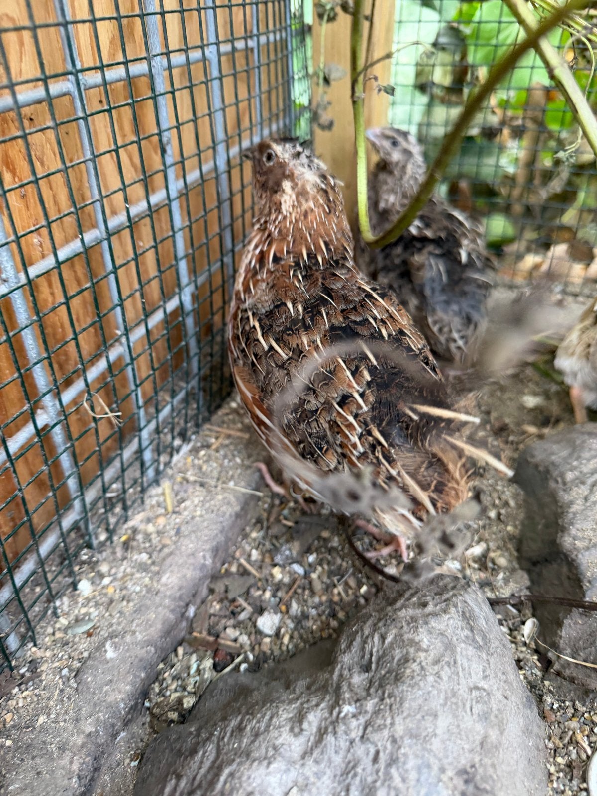 Japanse kwartel haan, Dieren en Toebehoren, Pluimvee, Mannelijk, Overige soorten