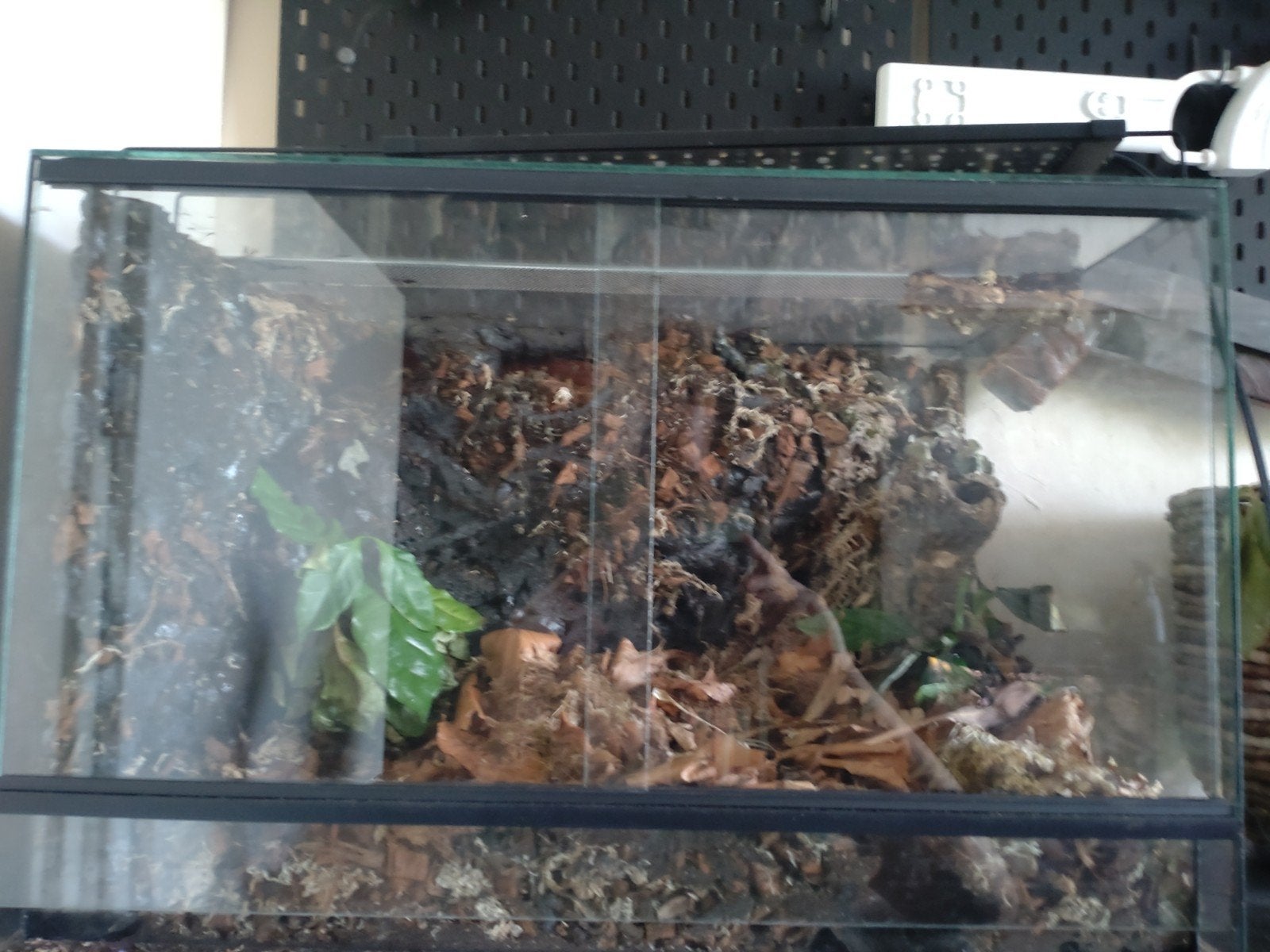 terarium 60*40*40cm, Ophalen