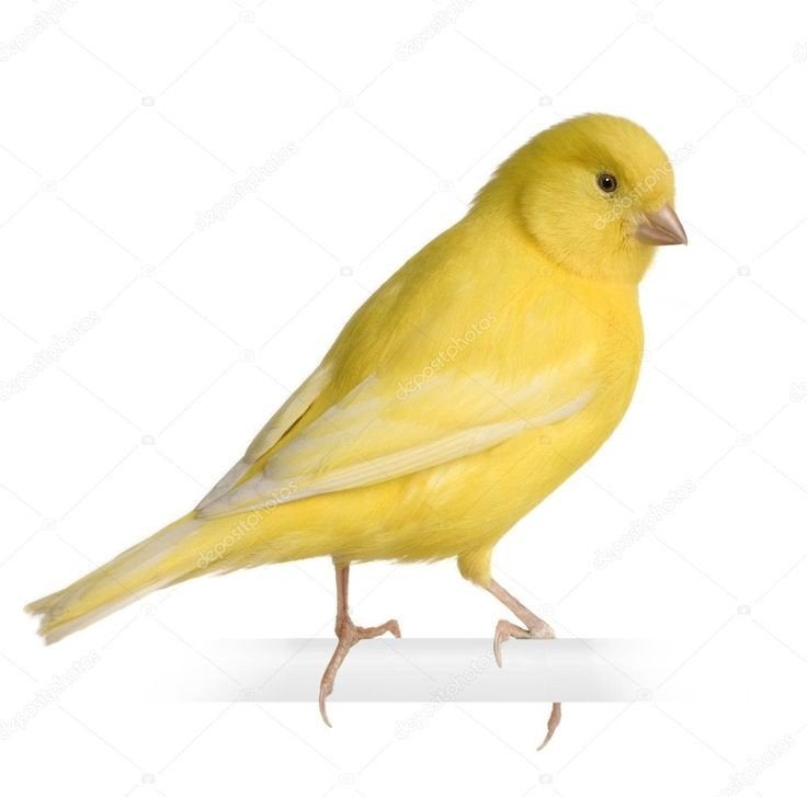 te koop gele kanarie pop, Dieren en Toebehoren, Vrouwelijk, Kleurkanarie