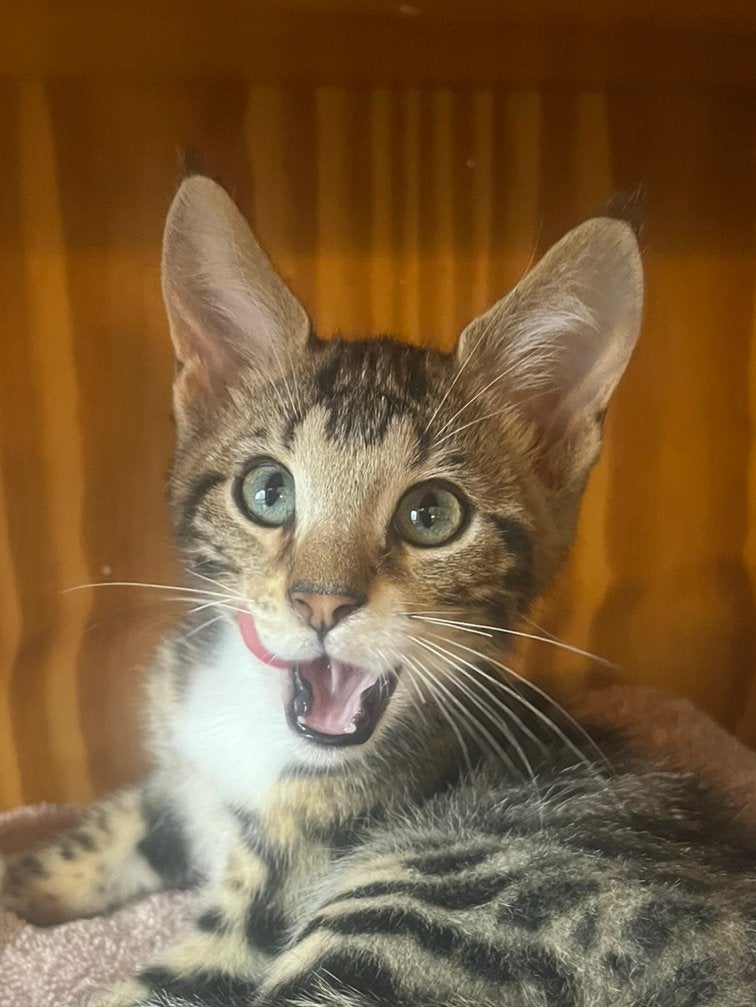 Prachtig Bengaalx Maine Coon kitten 🐯, Poes, Gechipt, 0 tot 2 jaar