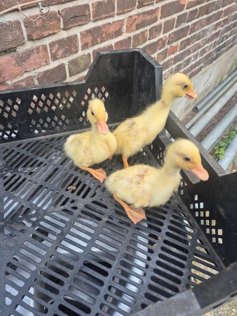 Witte kwaker kuikens te koop van 14 dagen oud, Geslacht onbekend, Eend