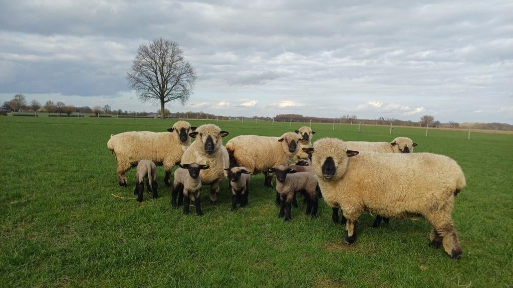 Hampshire down ooien en ramlammeren, Meerdere dieren, Schaap