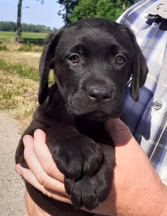 Prachtige Labrador Pups uit Stamboom ouders., Parvo, 8 tot 15 weken, Labrador retriever, Meerdere