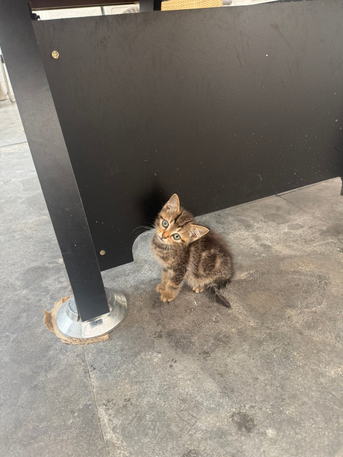 Kleine katten te koop, Poes, Ontwormd