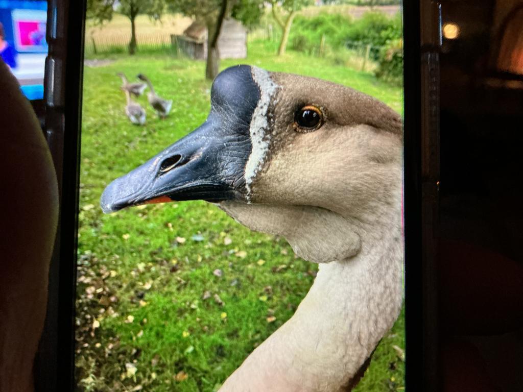 Koppeltje ganzen te koop., Dieren en Toebehoren, Pluimvee, Meerdere dieren, Eend