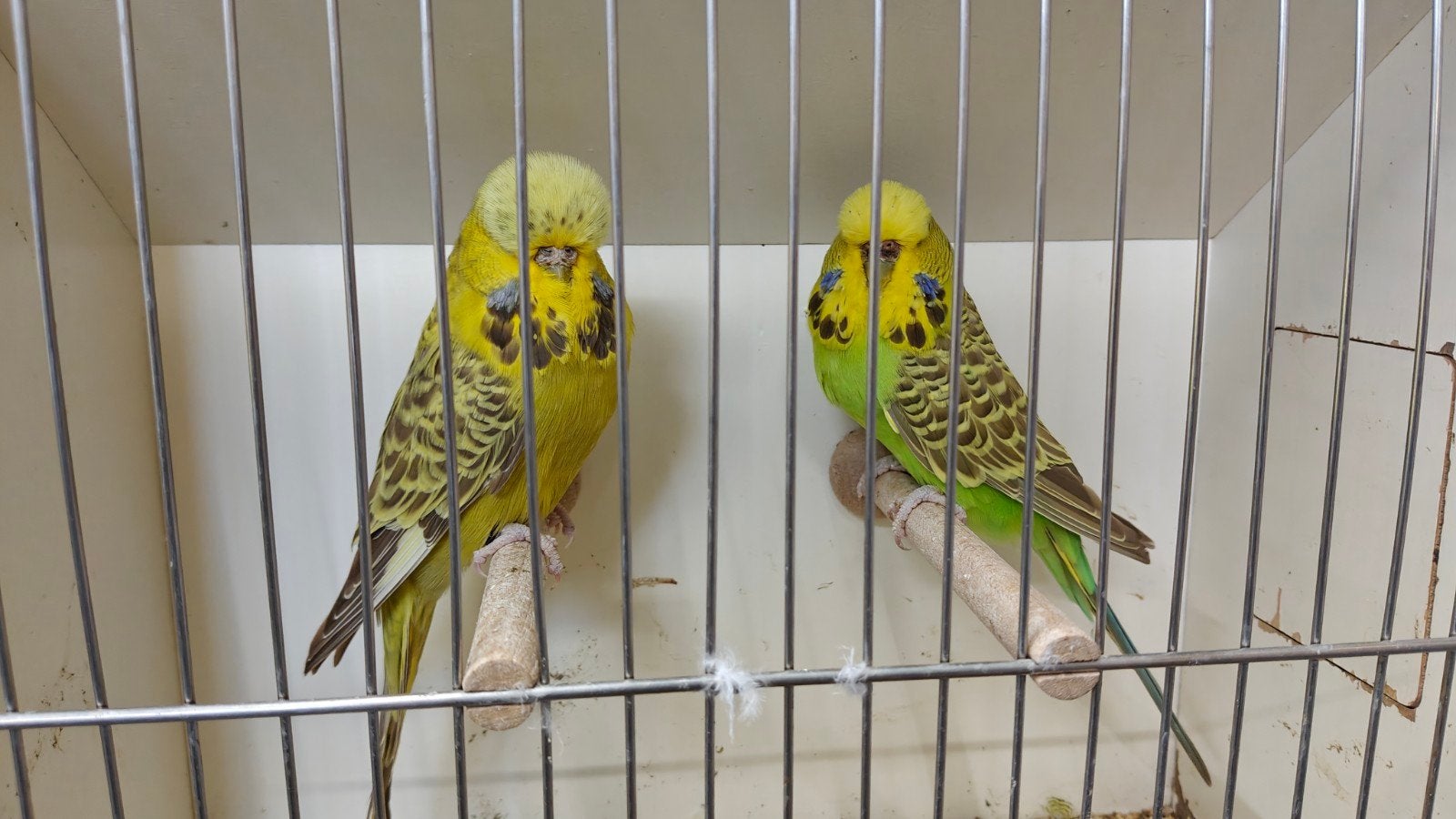 Engelse grasparkieten te koop, Meerdere dieren, Parkiet