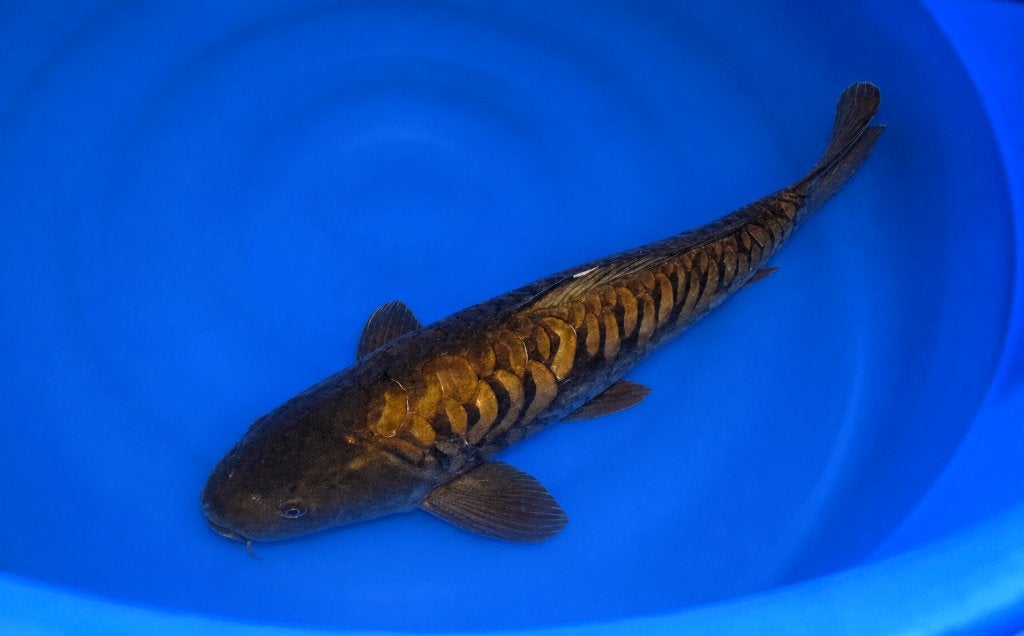 Doitsu Aragoke Chagoi 50-55 cm, Karper of Koi