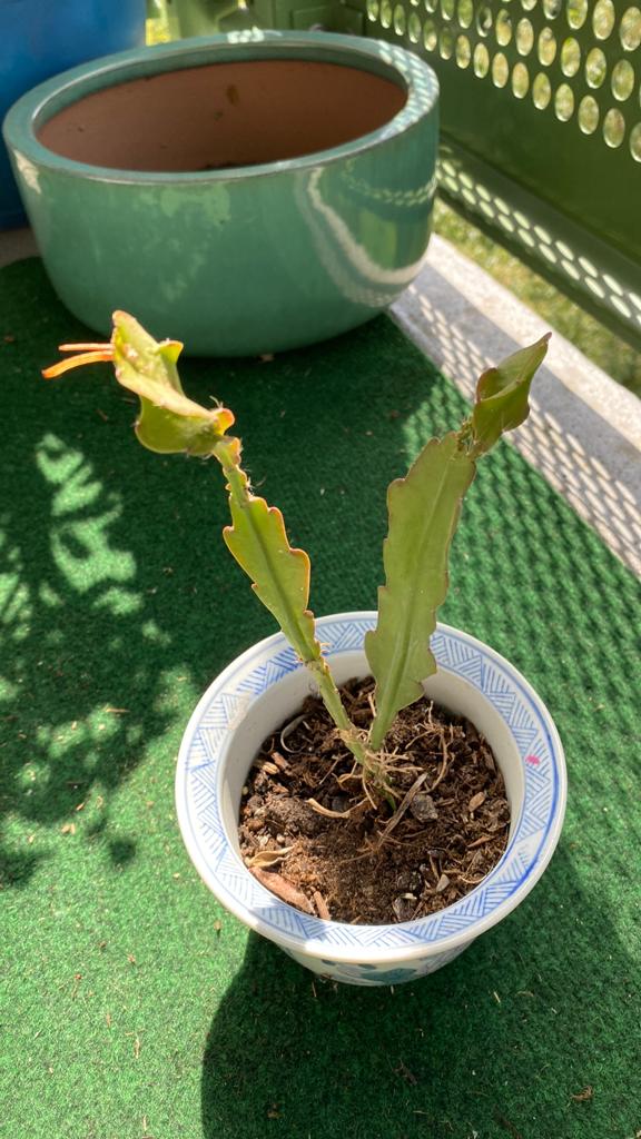 Stekje cactus, Tuin en Terras, Ophalen of Verzenden, Overige soorten, Volle zon