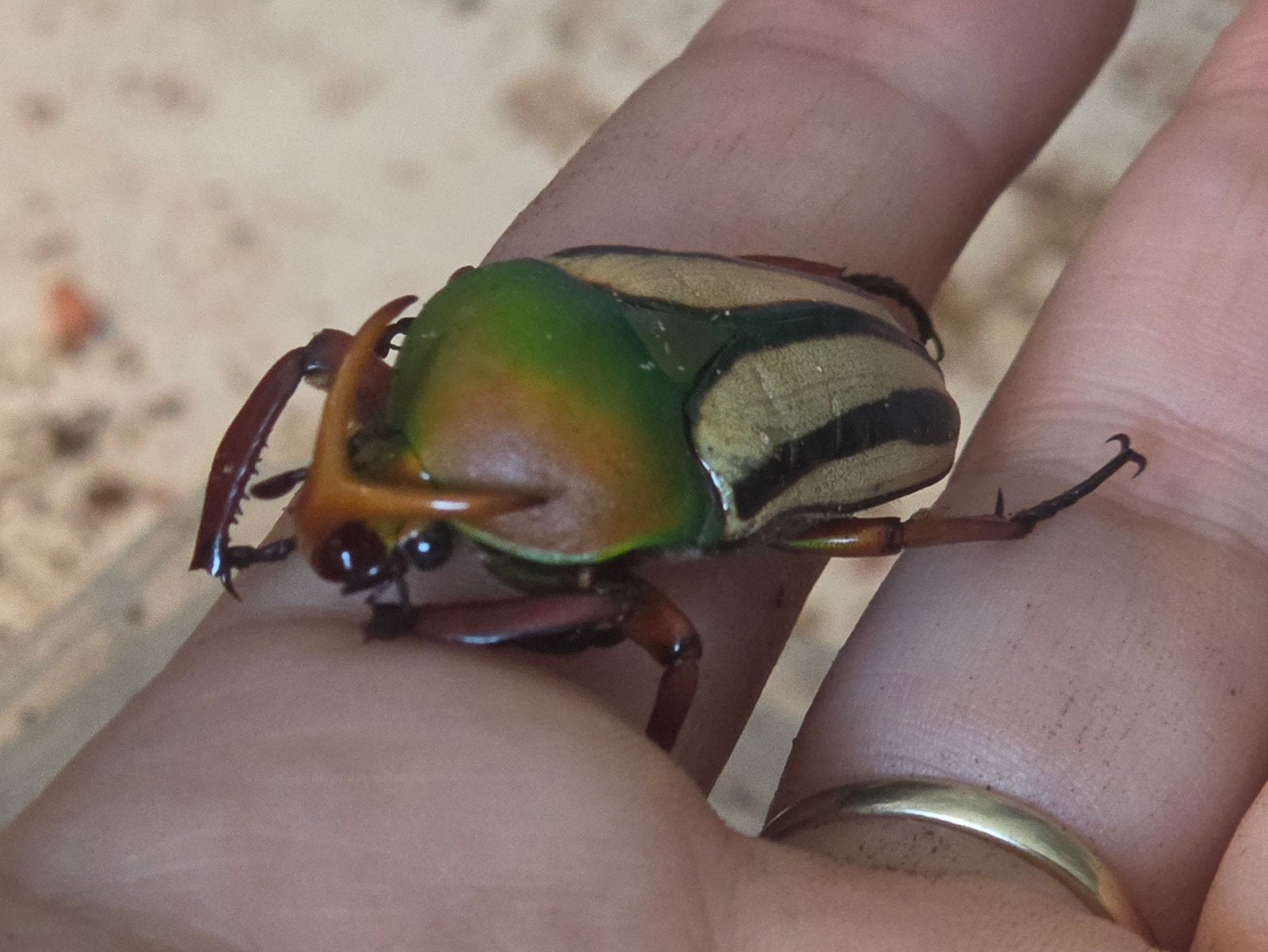 Eudicella gralli hubini man, Dieren en Toebehoren, Overige soorten