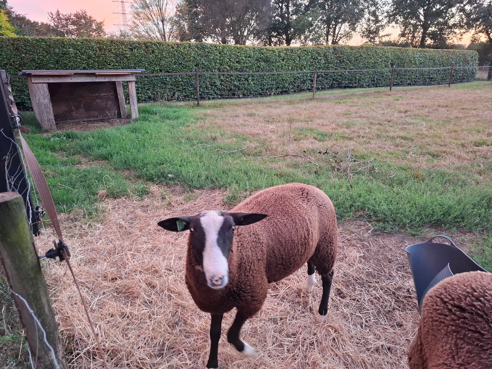 dekram, Dieren en Toebehoren, Mannelijk, Schaap, 0 tot 2 jaar