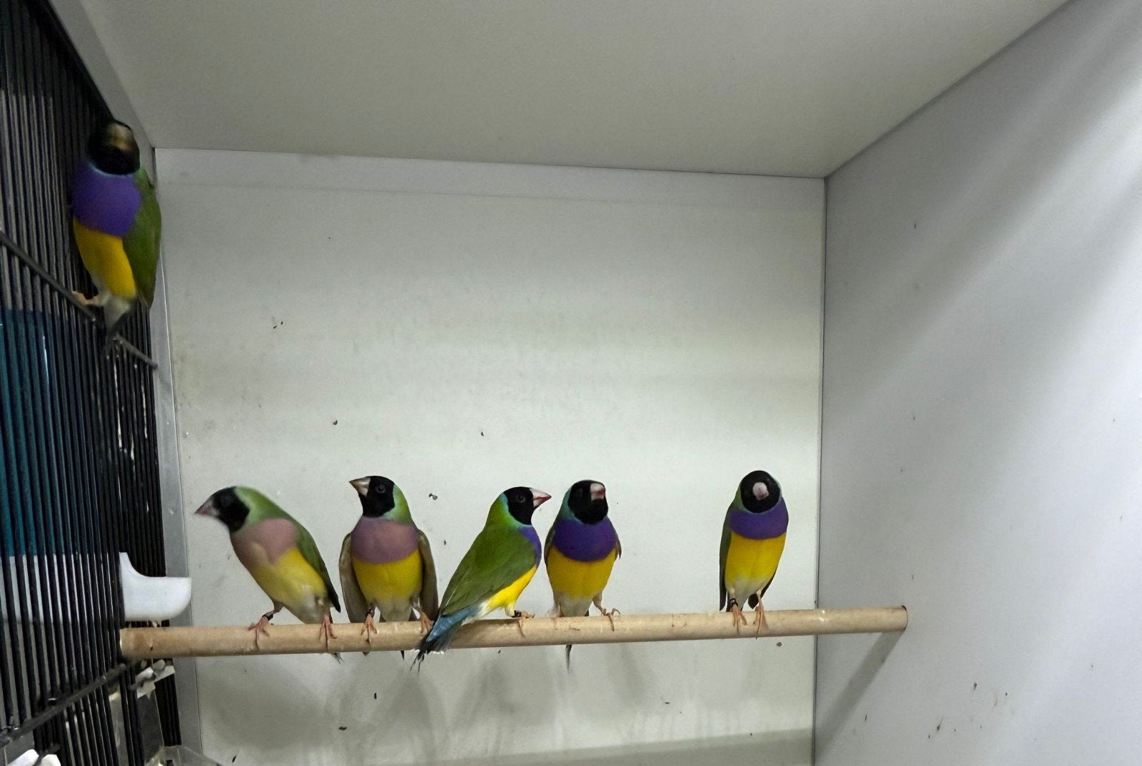 gouldamadines, Meerdere dieren