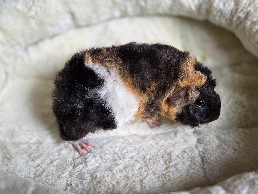 Cavia beertje, Juni, Mannelijk, Cavia