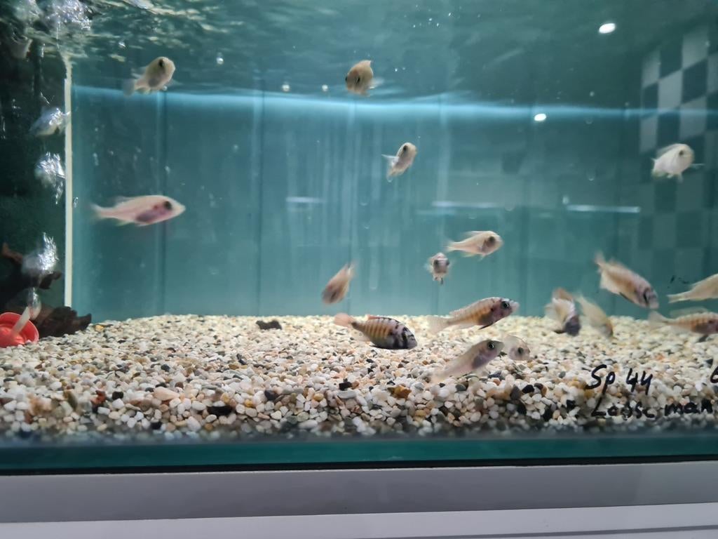 Haplochromis Sp. 44, Victoria Cichliden, Dieren en Toebehoren, Vis, Zoetwatervis