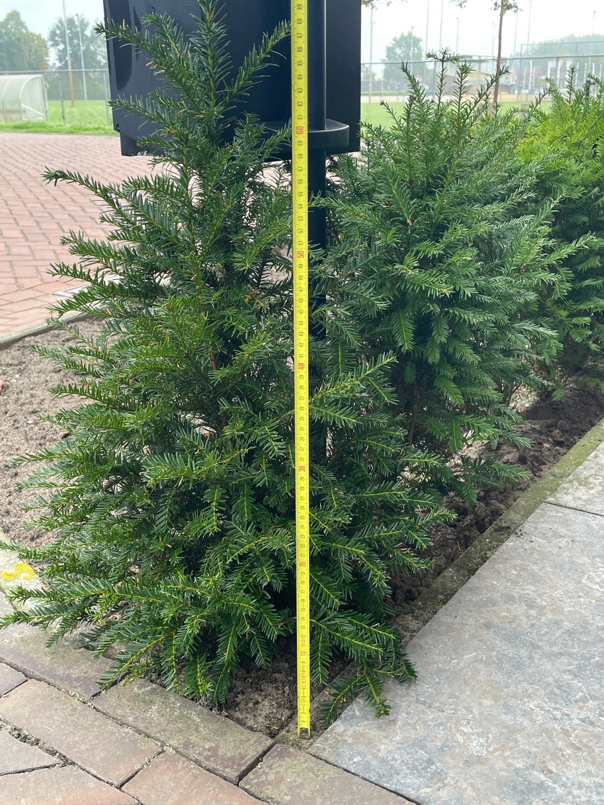 Taxus 50/60 in volle grond. 25 stuks., Ophalen, Taxus, Minder dan 100 cm