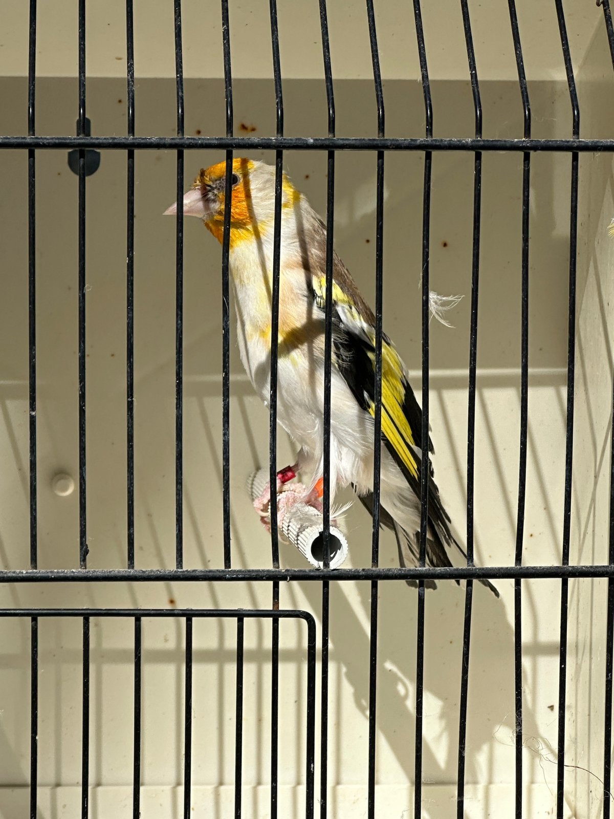 Witkop putter man, Mannelijk, Wildzangvogel
