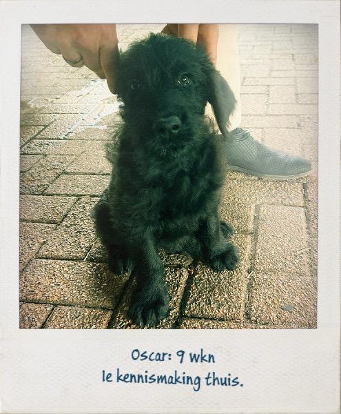 Labradoodle Pup Zwart, Dieren en Toebehoren, Honden | Niet-rashonden, Reu, 8 tot 15 weken, Eén hond, Nederland