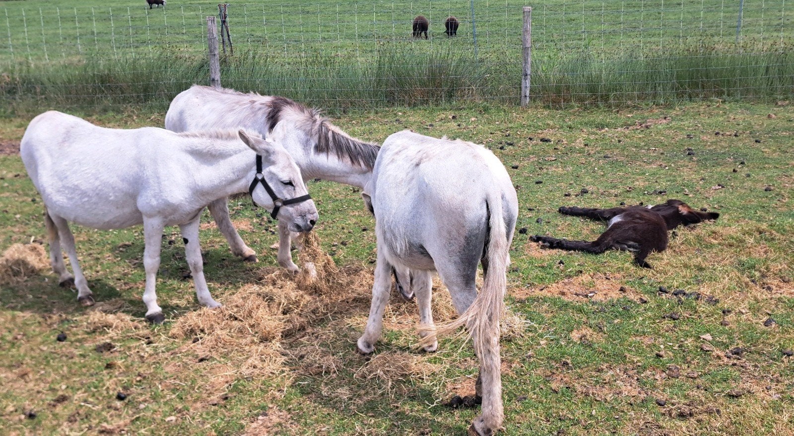 Ezels, Meerdere dieren, Schaap