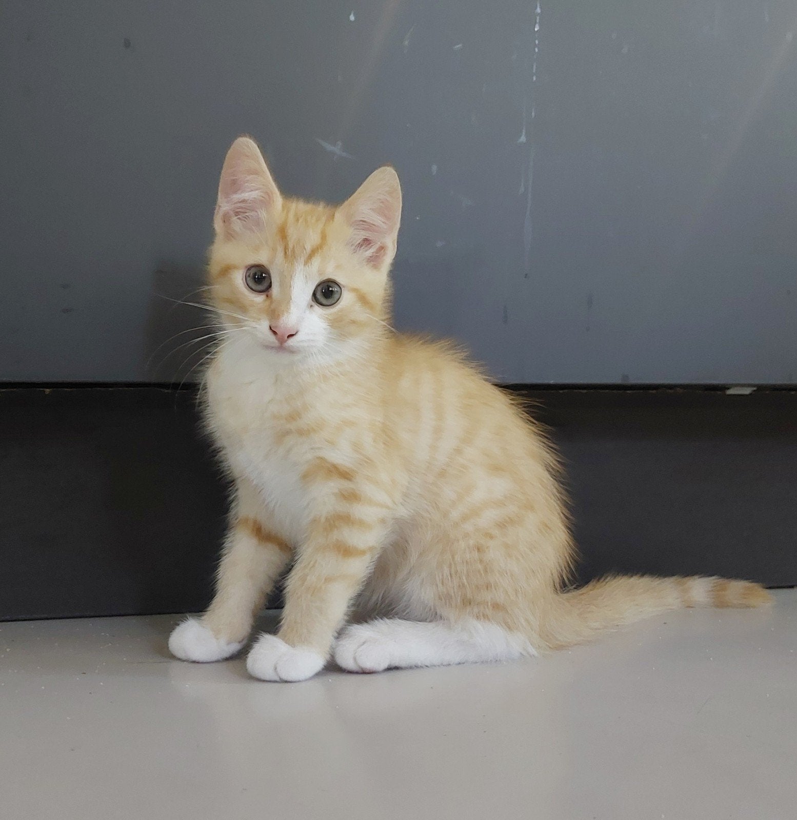 Rode  witte Kitten zoeken n nieuw thuis, Kater, Kortharig, 0 tot 2 jaar